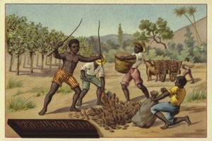 Loading cocoa pods into sacks, Africa by European School