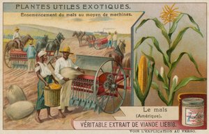 Maize