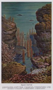 Marine Algae