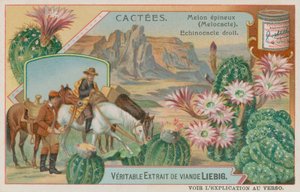 Melocactus by European School