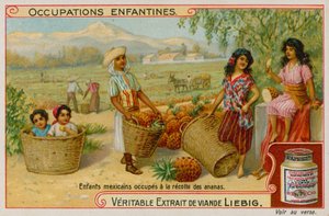 Mexican Children Gathering the Pineapple Harvest