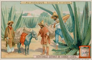 Mexican Extracting Pulque From a Cactus