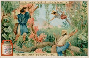 Mexicans Harvesting Vanilla Pods
