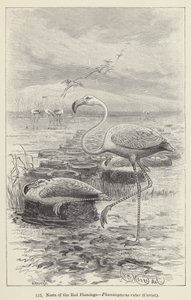 Nests of the Red Flamingo, Phoenicopterus ruber, Cuvier by European School