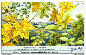 Norway Maple (Acer platanoides) by European School