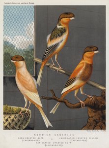 Norwich Canaries, Dark-Crested Buff, Cayenne-Fed, Variegated Crested Yellow, Cayenne-Fed, Variegated Crested Buff, Cayenne-Fed