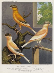 Norwich Canaries, Evenly Marked Crested Yellow, Cayenne Fed, Grey Crested Buff, Cayenne Fed, Evenly Marked Crested Buff, Cayenne Fed