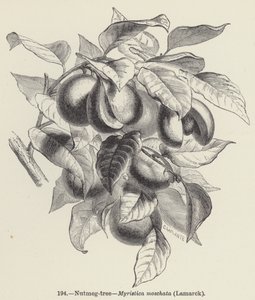 Nutmeg-tree, Myristica moschata, Lamarck by European School