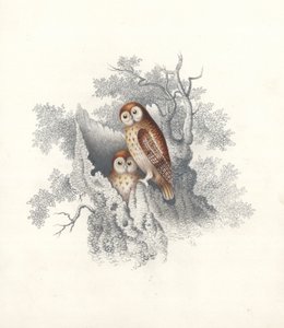 Owls perching on the hollow trunk of a dead tree by European School