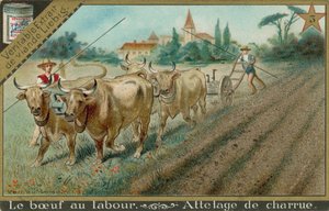 Oxen Pulling a Plough by European School
