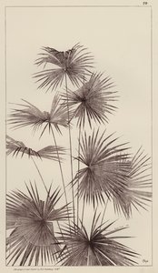 Palm by European School
