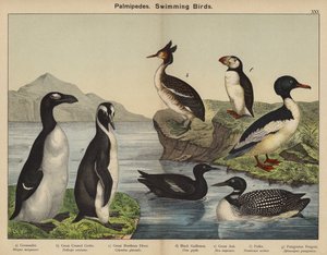 Palmipedes, Swimming Birds