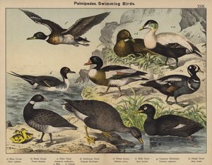 Palmipedes, Swimming Birds by European School