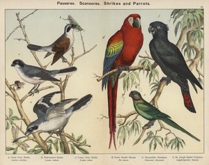 Passeres, Scansores, Shrikes and Parrots