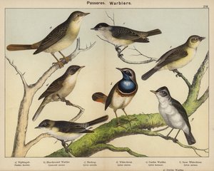 Passeres, Warblers