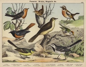 Passeres, Wrens, Wagtails