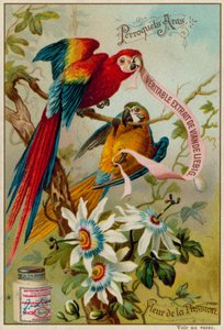 Macaws and Passion Flower by European School