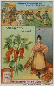 Pimento Pepper
