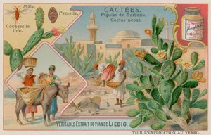 Prickly Pear (Cactus Nopal) and Cochineal Beetle