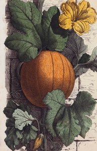 Pumpkin
