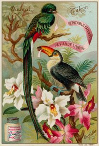 Quetzal, Toucan and Orchids by European School