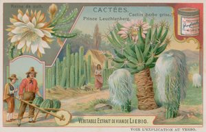 Queen of the Night, Prince Leuchtenberg and Grey Bearded Cactus by European School