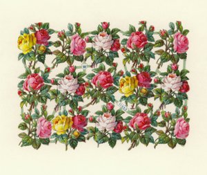 Roses