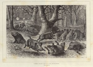 Royal Hunt by European School