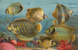 Coelacanth