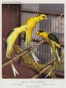Scotch Fancy Canaries, Buff Piebald, Yellow Piebald