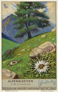 Silver Thistle by European School