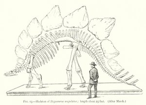Skeleton of Stegosaurus ungulatus
