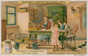 The Amateur Bird Lover by European School