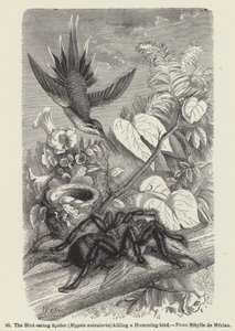The Bird-eating Spider (Mygale avicularia) Killing a Humming-bird by European School