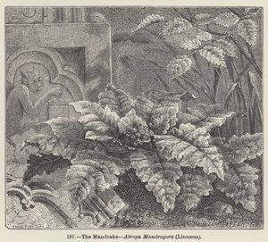 The Mandrake, Atropa Mandragora, Linnaeus by European School