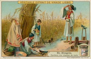 The Maize Field Guards