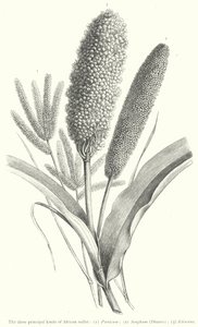The three principal kinds of African millet by European School