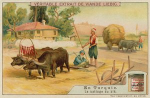 Threshing the wheat in Turkey