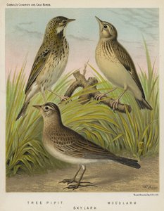 Tree Pipit, Woodlark, Skylark by European School