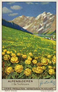 Trollius (Globeflower)