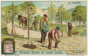 Truffles being grown artificially