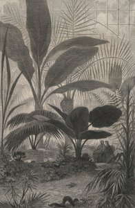 A Winter Garden (engraving) by European School