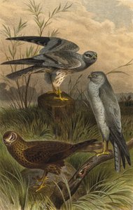 Harriers