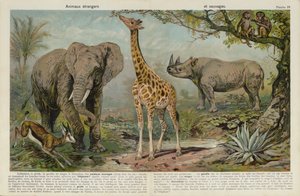 Wild Animals
