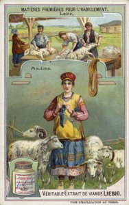 Wool: Sheep by European School