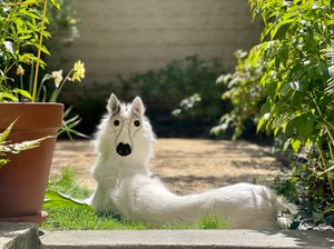 Backwards Dog, Brooklyn