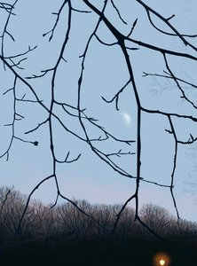 Branches, Dawn, Prospect Park by Evan Sklar