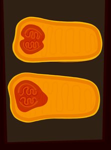 Butternut Squash by Evan Sklar