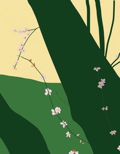 Cherry Blossoms, 2015 by Evan Sklar