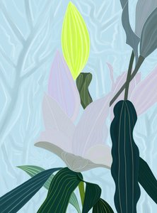 Lily